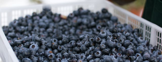 Video Production UAE